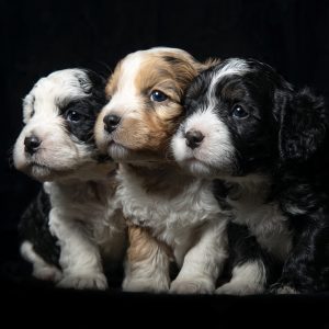 Top 10 Rações Naturais para Cachorros em 2025 — Guia Completo para Tutores Exigentes