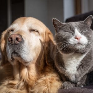 Como Garantir o Bem-Estar Mental de Cães e Gatos em 2025