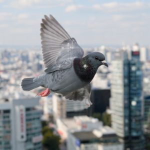 “Biodrones”: Por Dentro da Tecnologia Russa que Controla Pombos por Chip Cerebral