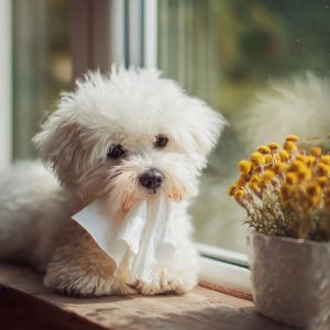 Como Identificar Alergias em Pets: Sinais, Causas e Cuidados Essenciais para Garantir Saúde e Bem-Estar do Seu Animal