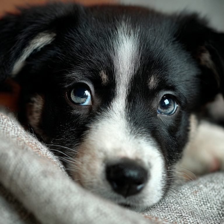Como Ajudar Seu Pet a Parar de Chorar à Noite com Técnicas Práticas, Rotina Acalmante e Afeto que Garantem Descanso, Segurança e Tranquilidade para Todos