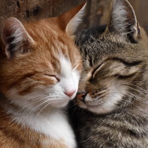 Gatos Carinhosos e Sociáveis: Como Identificar, Estimular e Garantir uma Convivência Harmoniosa com Seu Felino