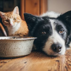 O que fazer quando o pet não quer comer: causas, sinais e estratégias para estimular a alimentação