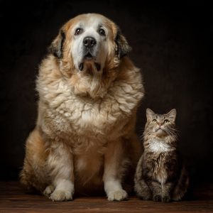 Como Prevenir e Combater a Obesidade em Cães e Gatos com Alimentação Equilibrada, Exercícios, Monitoramento de Peso e Cuidados que Garantem Saúde e Qualidade de Vida