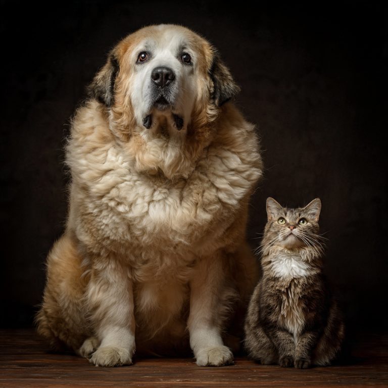 Como Prevenir e Combater a Obesidade em Cães e Gatos com Alimentação Equilibrada, Exercícios, Monitoramento de Peso e Cuidados que Garantem Saúde e Qualidade de Vida
