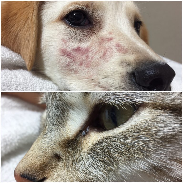 Como Identificar, Prevenir e Tratar Problemas de Pele em Cães e Gatos com Cuidados, Higiene Adequada e Atenção à Saúde que Garantem Bem-Estar e Conforto para Seu Pet