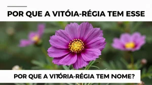 Por que a vitória-régia tem esse nome? A história fascinante por trás da flor
