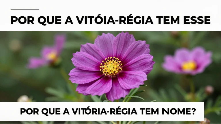 Por que a vitória-régia tem esse nome? A história fascinante por trás da flor