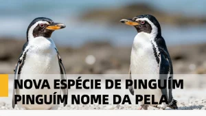 Nova espécie de pinguim nomeada pela primeira vez em mais de cem anos: ciência descobre gigante das Antártidas