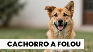 Cachorro A Folou: o cãozinho ucraniano que conquistou corações brasileiros