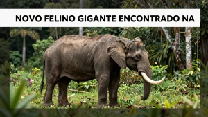 Novo felino gigante encontrado na Amazônia brasileira revela nova espécie desconhecida de grande porte