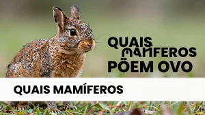 Quais mamíferos põem ovo? A ciência revela os segredos dos monotremas