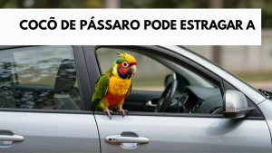 Cocô de pássaro pode estragar a pintura do carro? Saiba como remover sem causar manchas permanentes na lataria